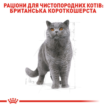 Сухий корм для дорослих кішок Royal Canin British Shorthair Adult 10 кг (3182550756464)