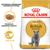 Сухий корм для дорослих кішок Royal Canin British Shorthair Adult 2 кг (3182550756419)