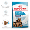 Сухий корм Royal Canin Maxi Starter для цуценят великих порід до 2 місяців 4 кг (3182550778770)