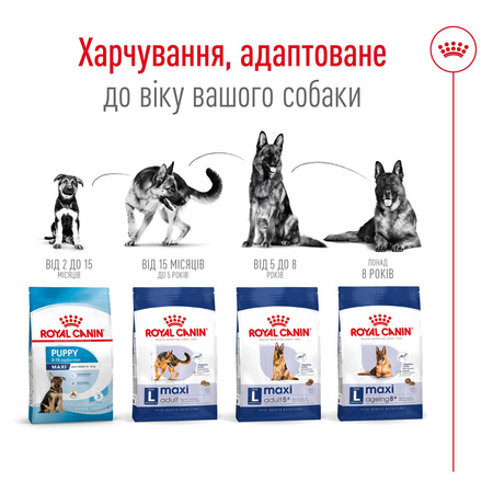 Сухий корм Royal Canin Maxi Adult для дорослих собак великих порід 15 кг (3182550401937)