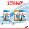 Сухий корм Royal Canin Maxi Starter для цуценят великих порід до 2 місяців 4 кг (3182550778770)